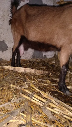 Tamara Pastor - slika 3