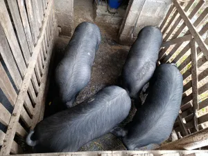 Mladi Moravci tovljenici u klasi