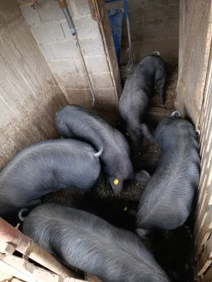 Mladi Moravci tovljenici u klasi - slika 3