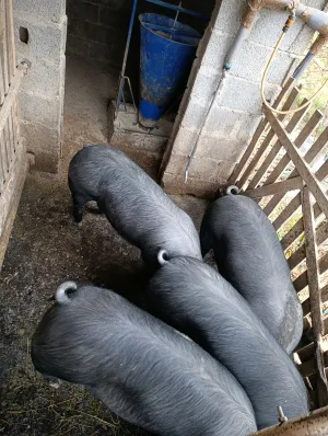 Mladi Moravci tovljenici u klasi - slika 5