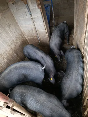 Mladi Moravci tovljenici u klasi - slika 6